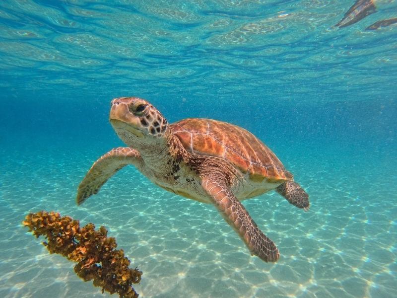 Sea Turtle Swim and Grote Knip Beach Escape in Curaçao